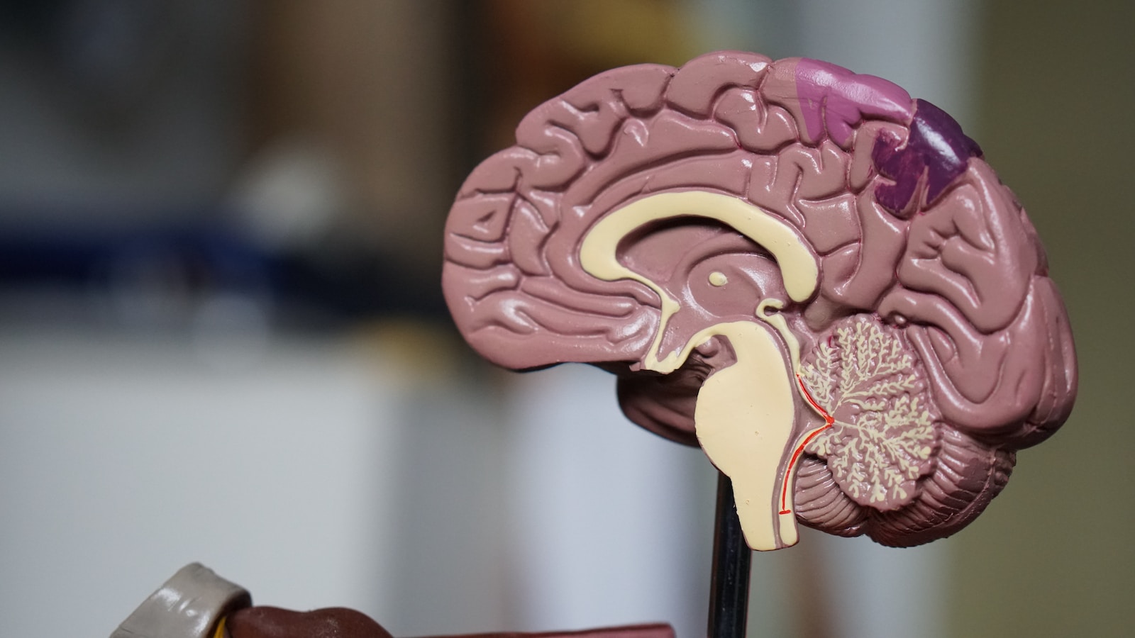 Neuroscience, Bethel College Kansas
