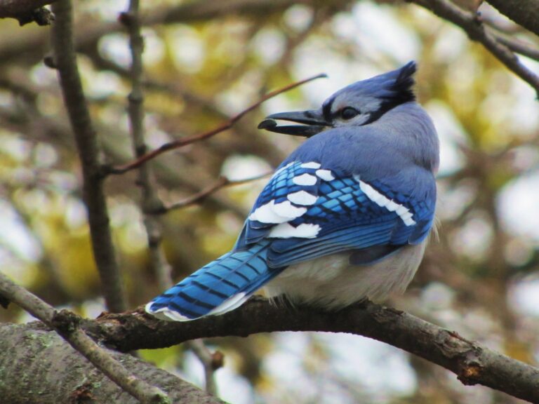 Blue jay on a tree branch with a sunflower seed in its beak