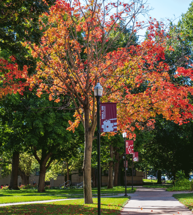 Red maple tree with Roll On Threshers sign on light pole