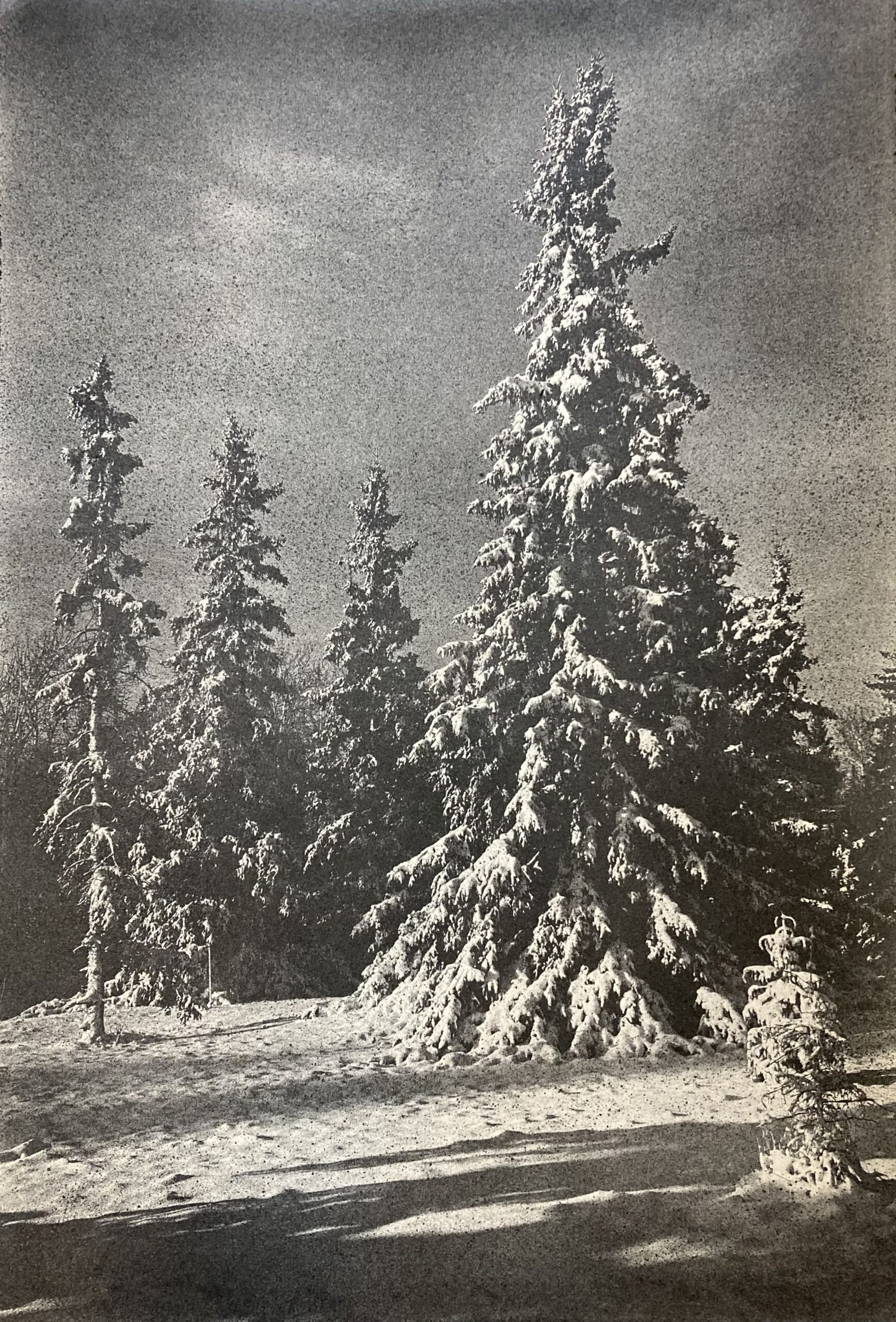 Graphite-laser drawing of evergreen trees in snow